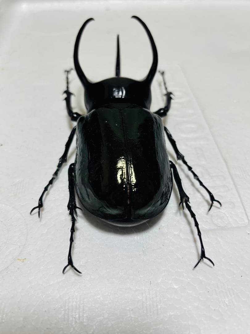 【激レア】特大コーカサスオオカブト 128ミリ 死虫　標本 カブトムシ