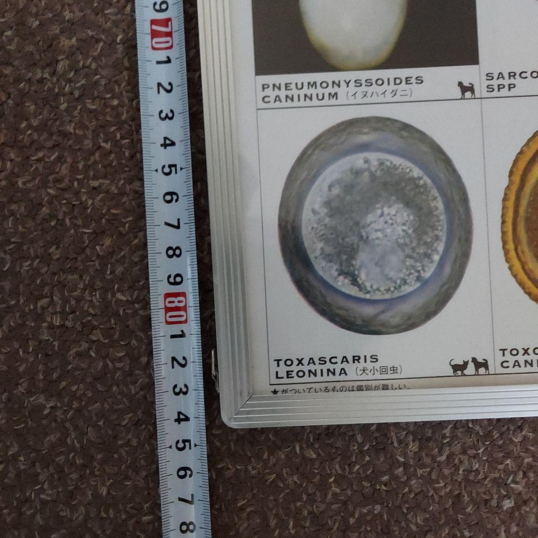 犬と猫の寄生虫図鑑 大パネル - メルカリ