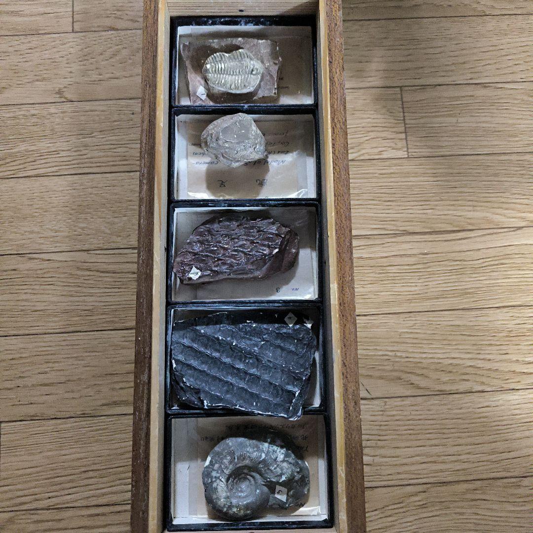化石コレクション 6個セット 木製ケース付き Amazon | AZNABLE 鉱物標本 セット 箱 鉱物 コレクション 岩石 化石