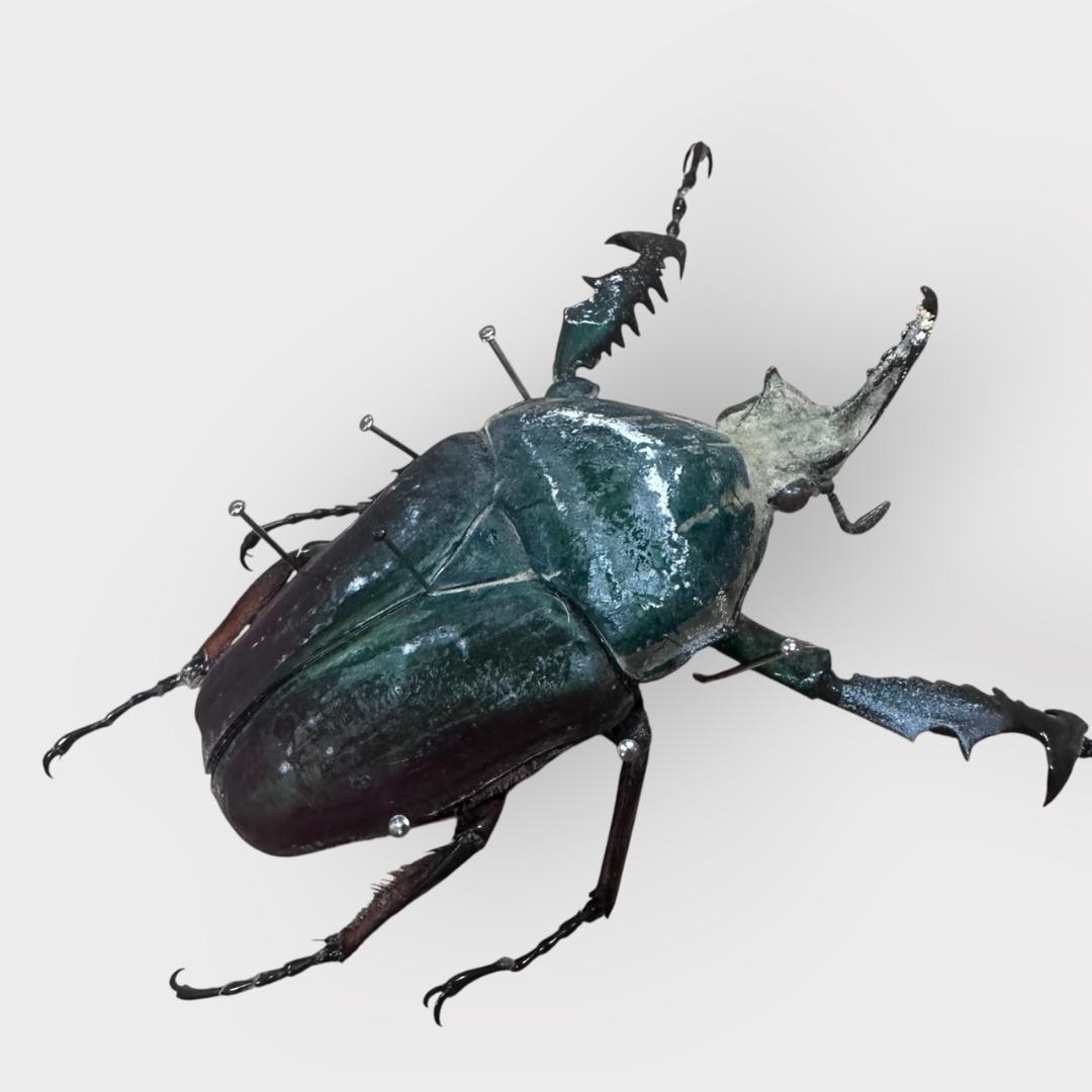 桐箱入り クビワオオツノカナブン 雄 オス 標本 ルワンダ産