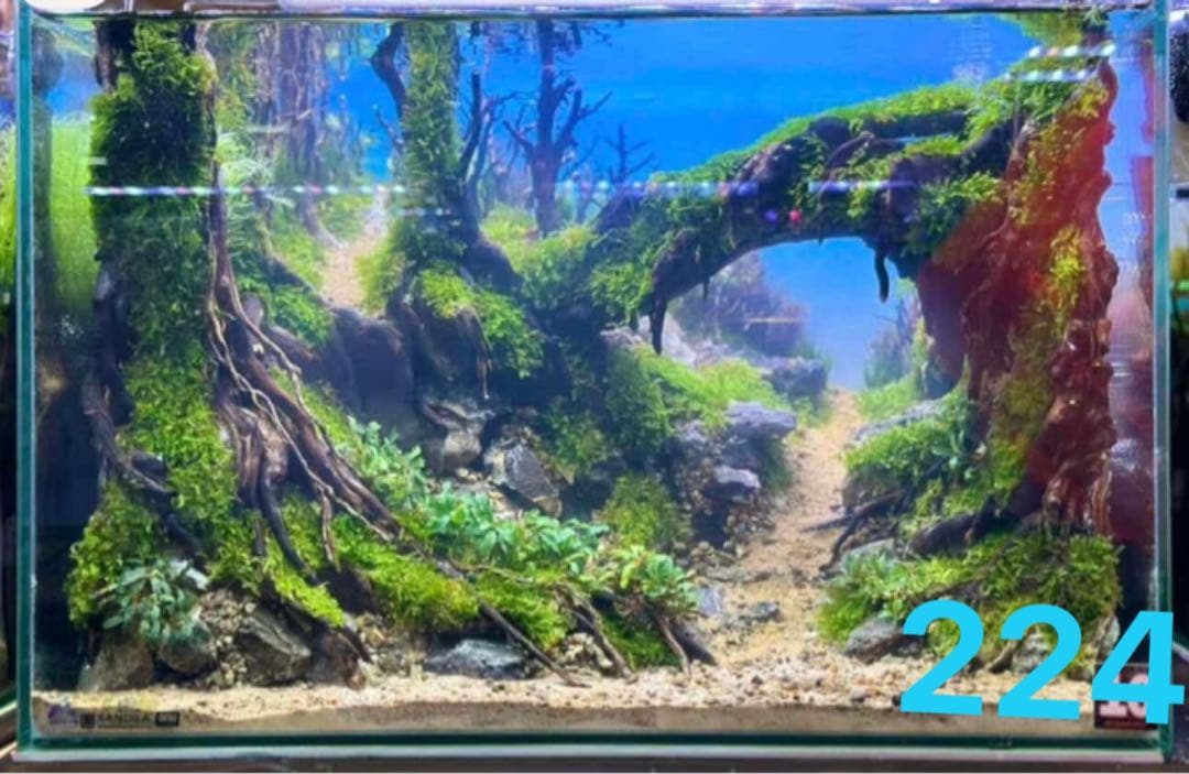 盆栽流木 水草用の 流木。流木アクアリウム パルダリウム マシンガン