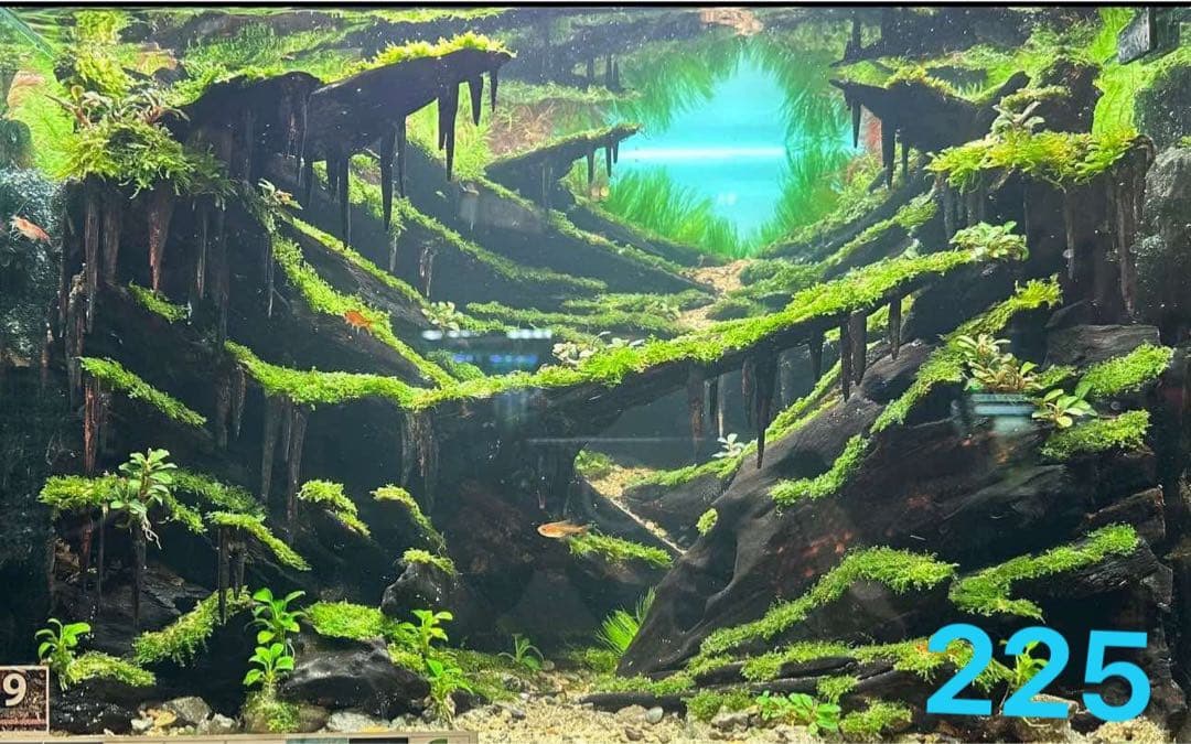 盆栽流木 水草用の 流木。流木アクアリウム パルダリウム マシンガン