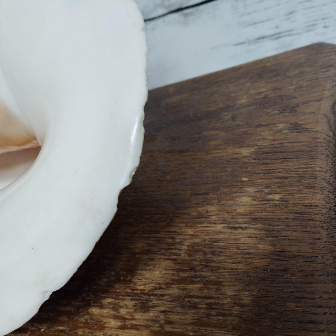 希少・大型29cm】ブラジル産 ホラガイ 貝殻 天然石 インテリア 標本