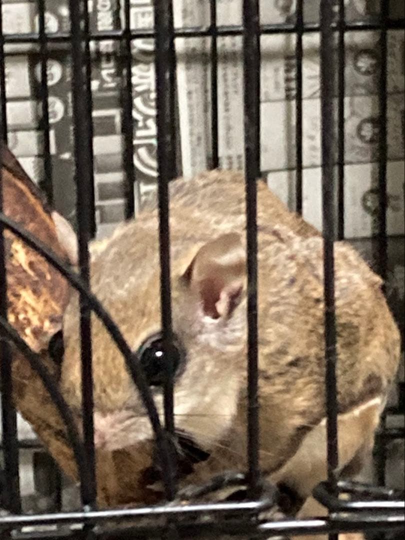 モモンガ 飼育マニュアル