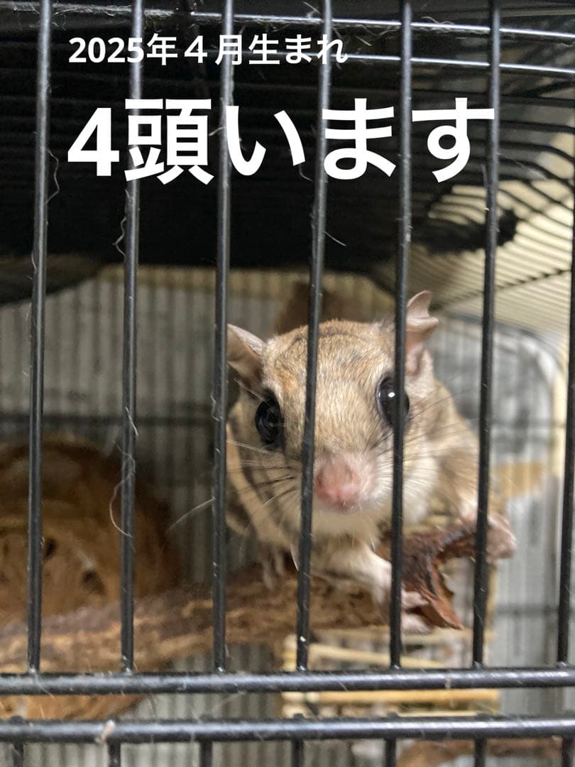 モモンガ 飼育マニュアル