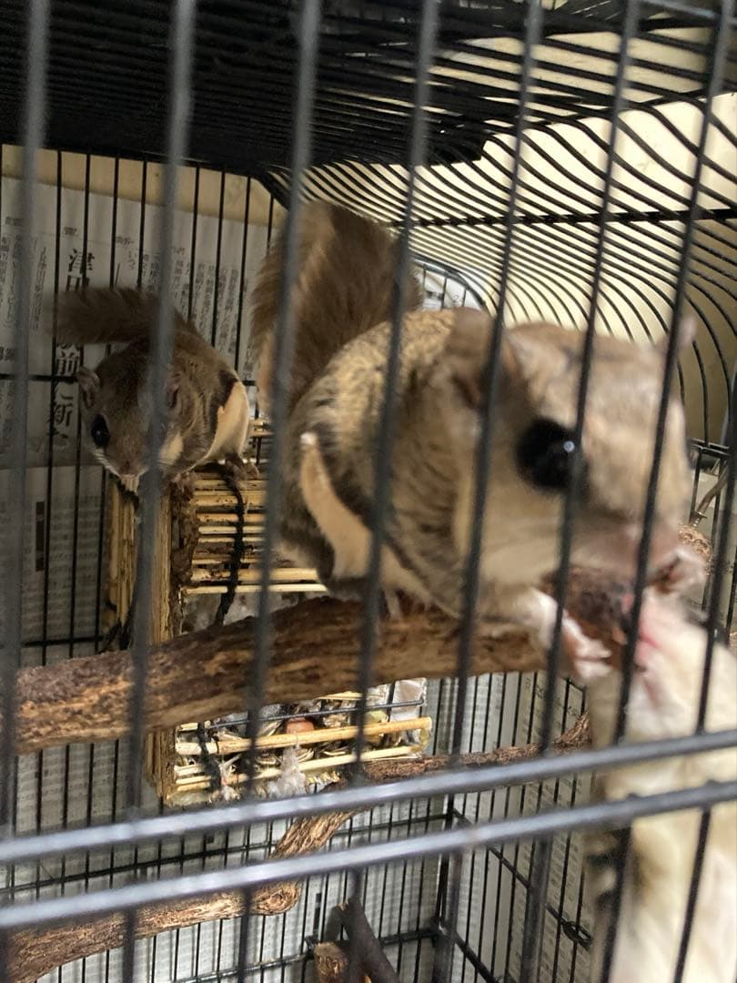 モモンガ 飼育マニュアル