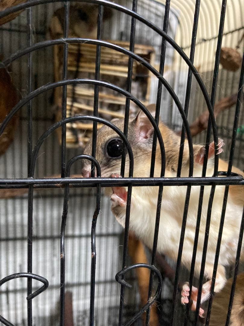 モモンガ 飼育マニュアル