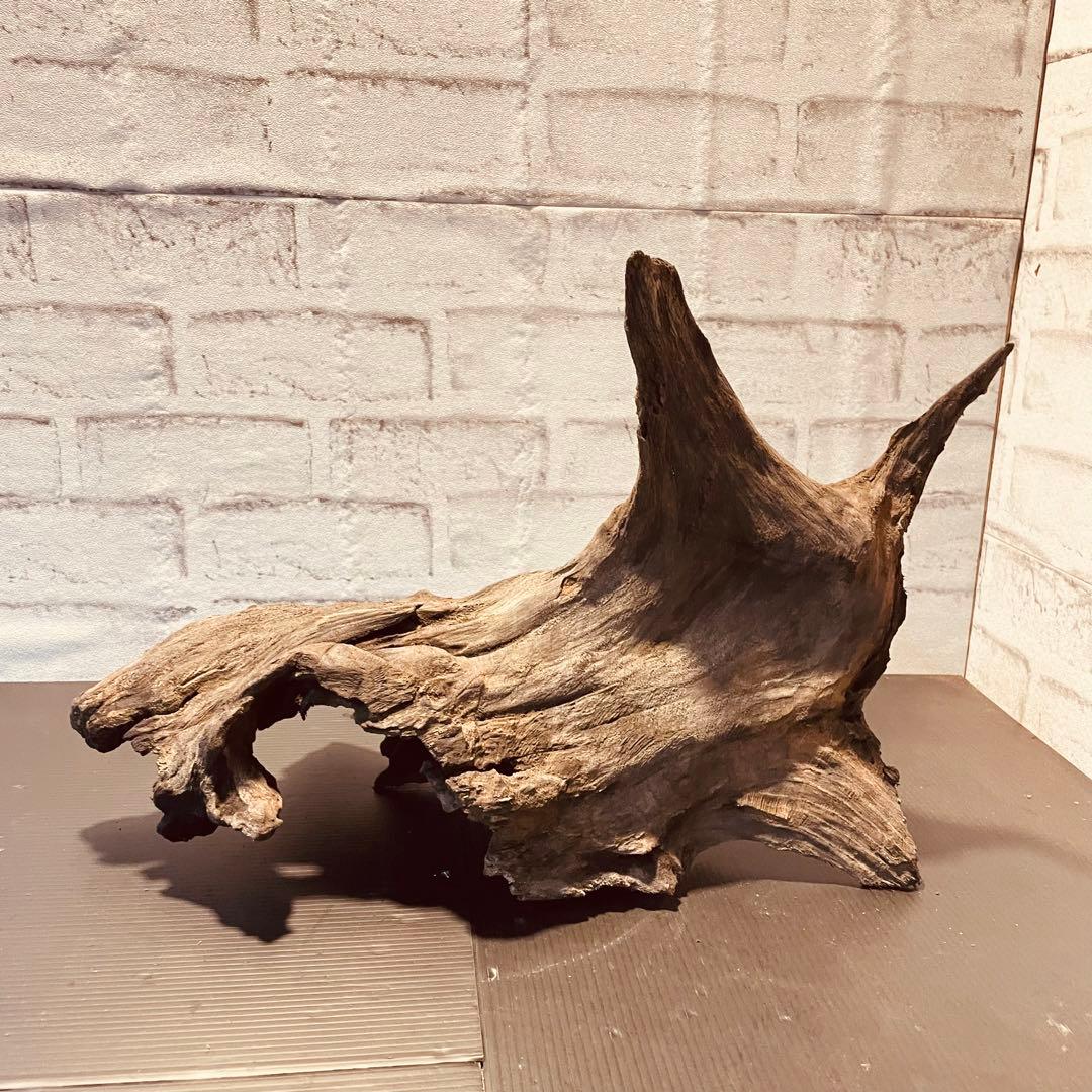 G21沈下確認済み流木セット アク抜き済み アクアリウム 爬虫類用