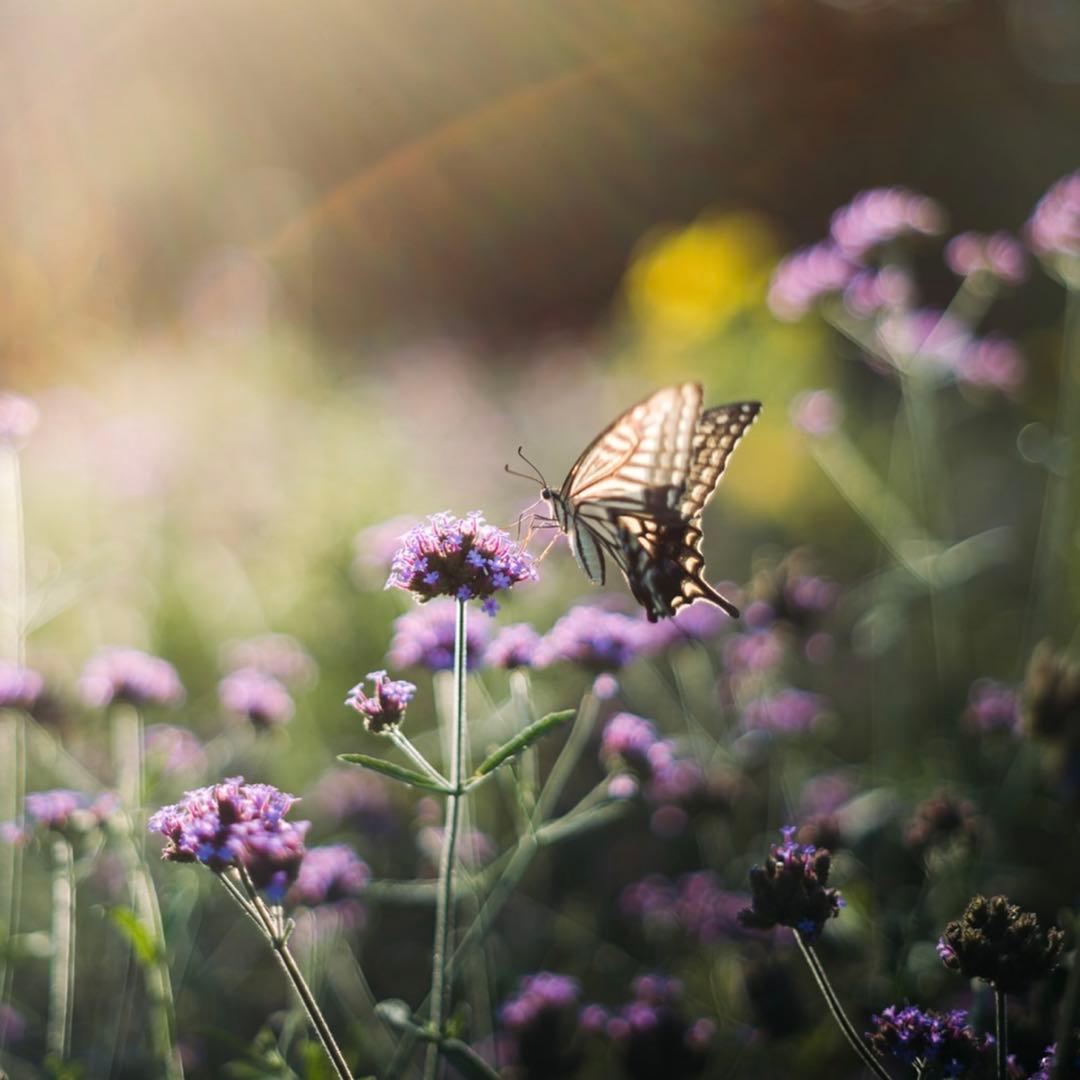 Super Takumar 55mm f1.8【M42】【最上級虹色フレア】希少