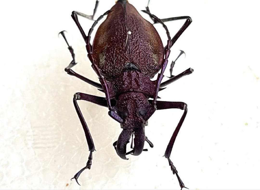 【大珍品】全身パープルのスペシャル個体・ルリオニカミキリ 標本 キンオニカミキリ