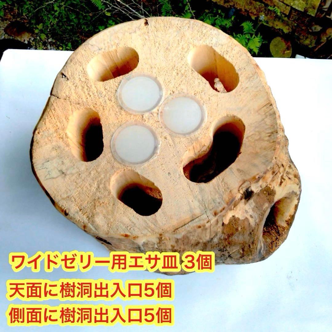 楢 クワリウム クワガタ 隠れ家 シェルター 樹洞 登り木 カブトムシ