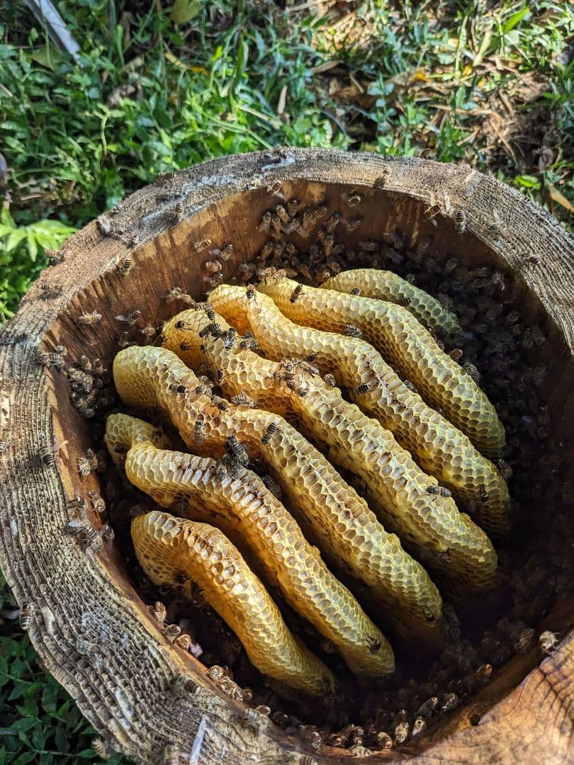 日本ミツバチ 蜂蜜 令和7年 採れたて 600g×2本 たれ蜜