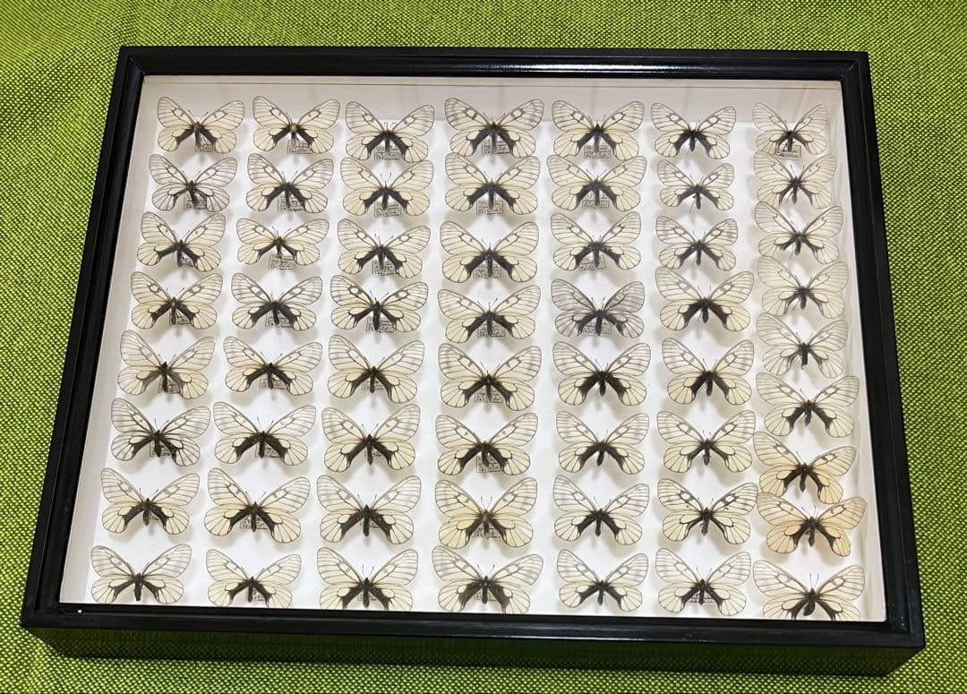 蝶標本希少ウスドイツガラス木箱現状品41x50x6cm写真がご確認し