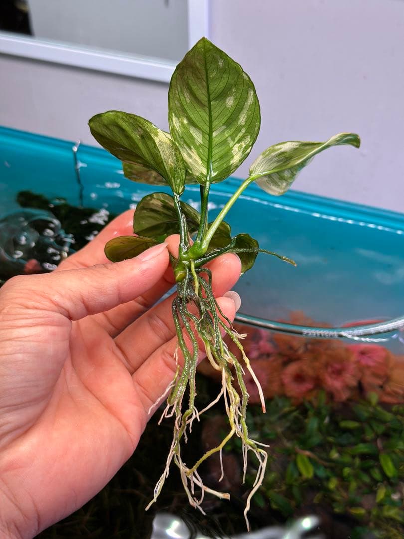 アヌビアスナナ 斑入りキング Anubias Variegated King