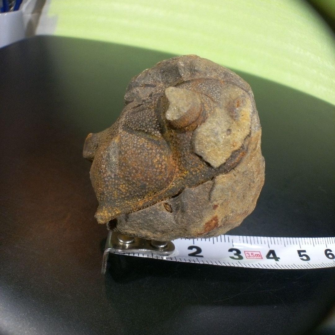 三葉虫化石fossilボリビア産レアFossil判別⑧