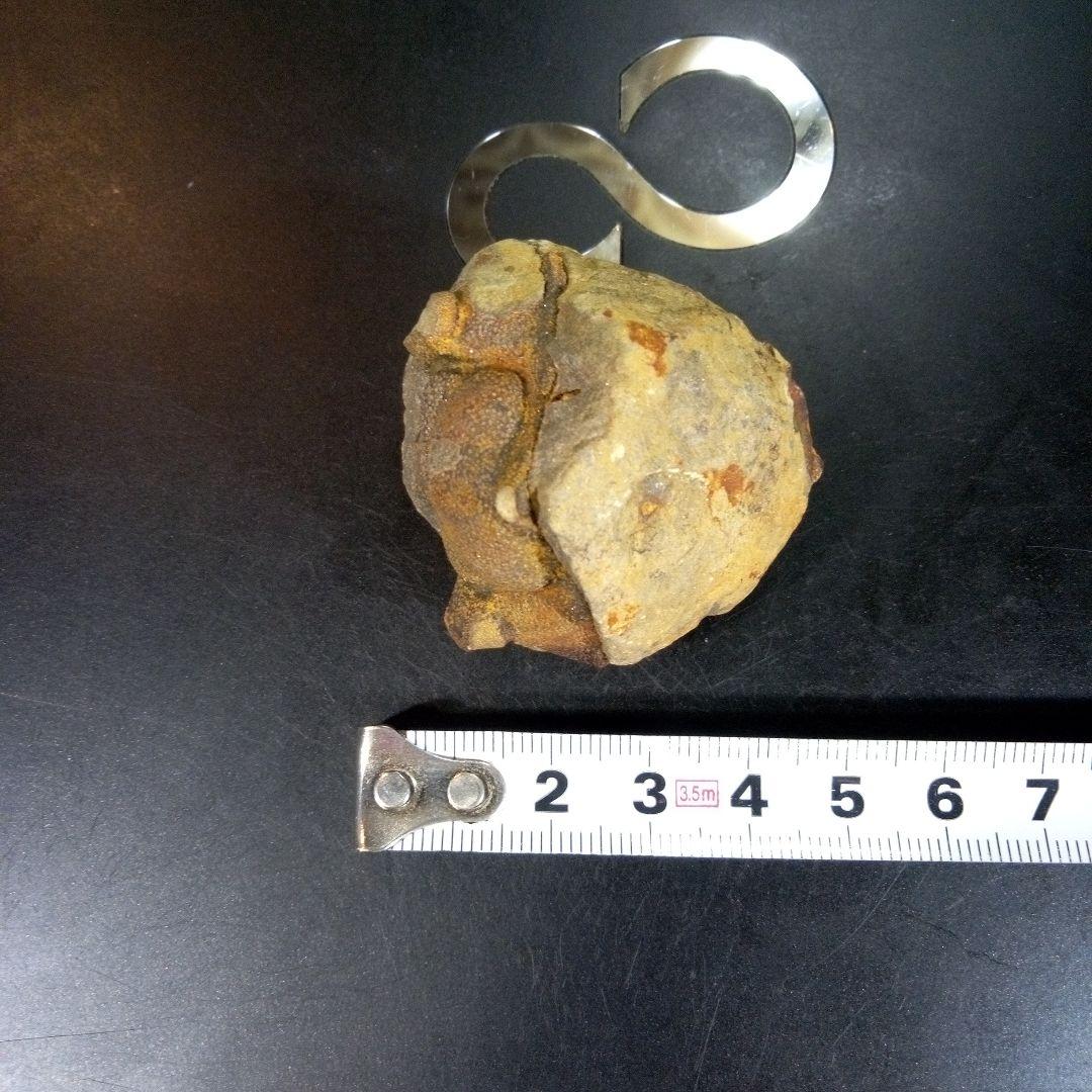 三葉虫 化石 fossil ボリビア trilobite 海生動物 三葉虫識別⑧