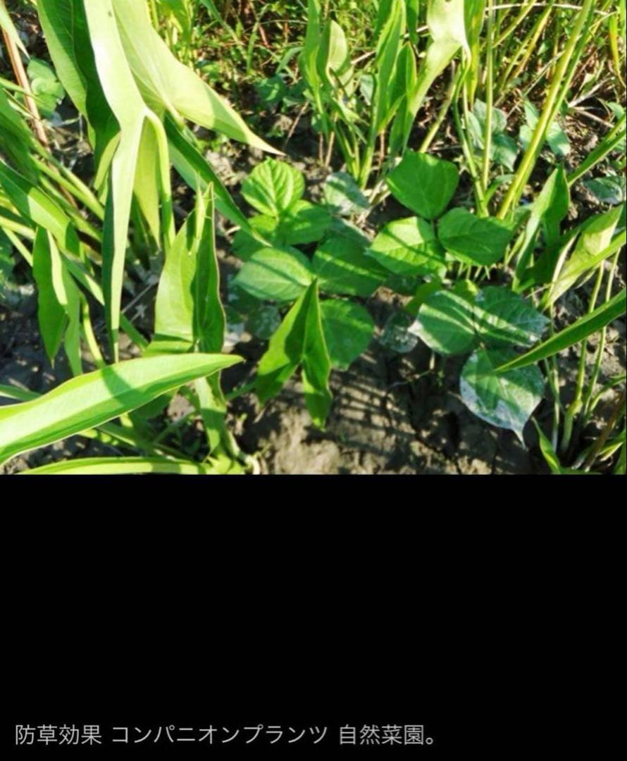 抽水植物 国産 青クワイ くわい 種芋 3個 自然菜園 無化学肥料 種苗 稲作