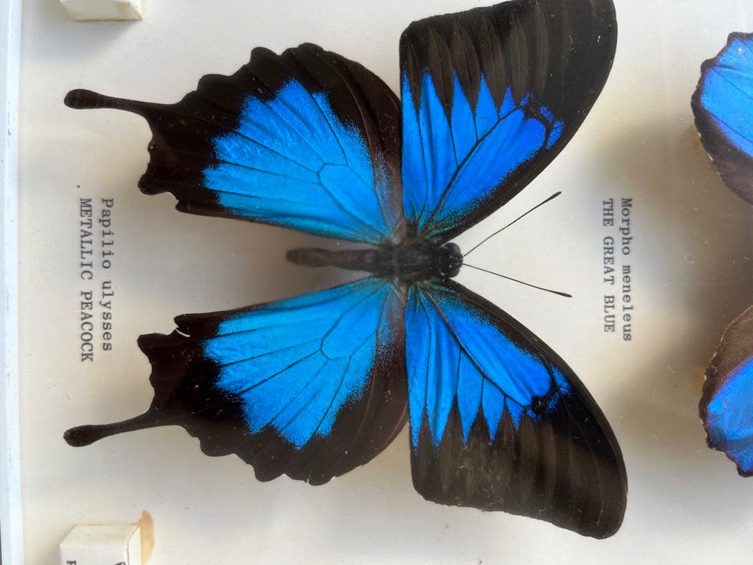 Morpho menelaus & Papilio ulysses 蝶の標本