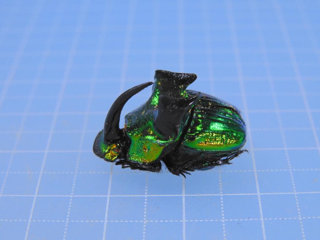 蝶の標本 熱帯ジャングルを舞う宝石(珍珍A)