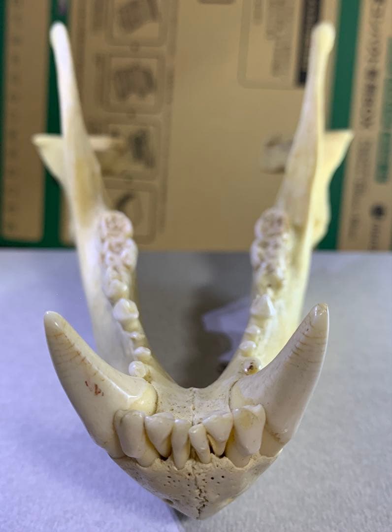 熊の牙 下顎 特大です