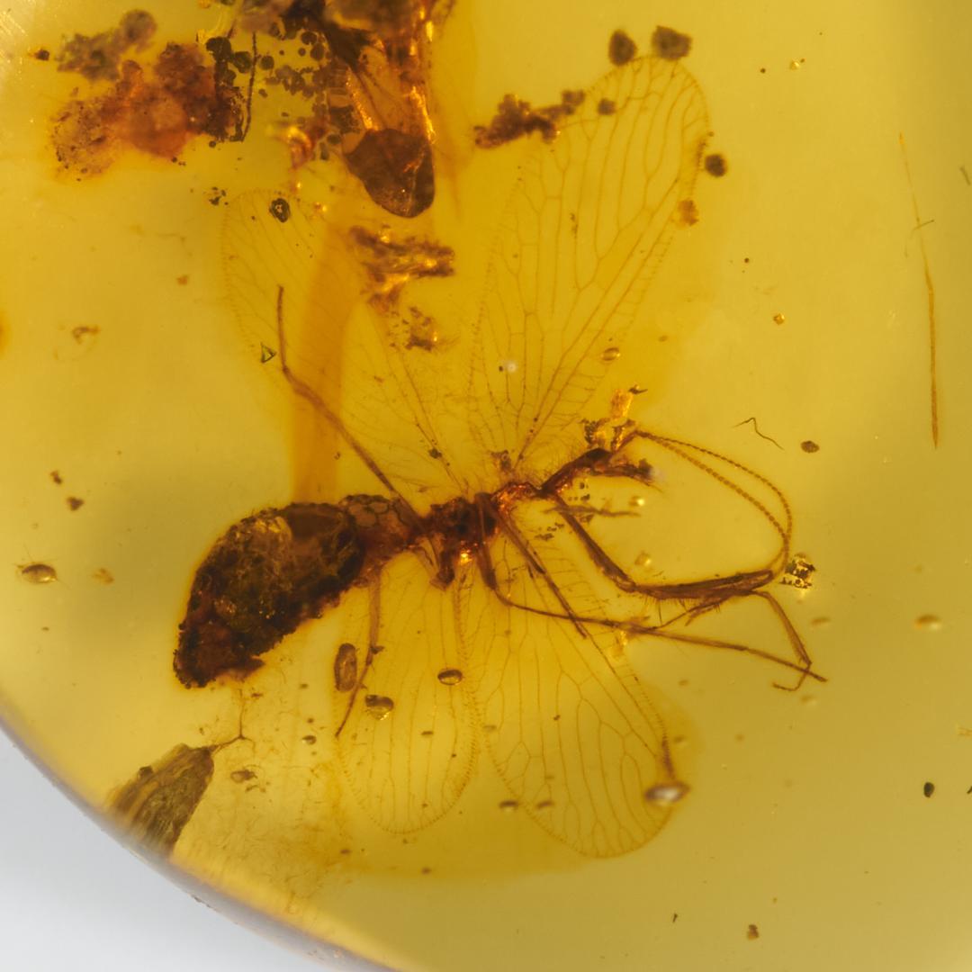 レア極上品 PA120虫入り琥珀化石 ミャンマーカムティかタナイ9900万年