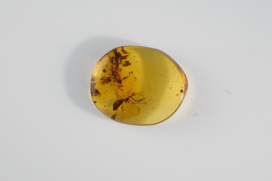 レア極上品 PA120虫入り琥珀化石 ミャンマーカムティかタナイ9900万年