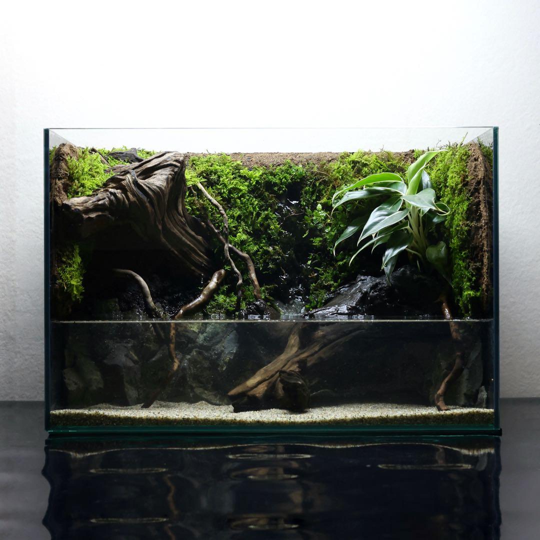格安レイアウト水槽　イモリウム　アクアテラリウム