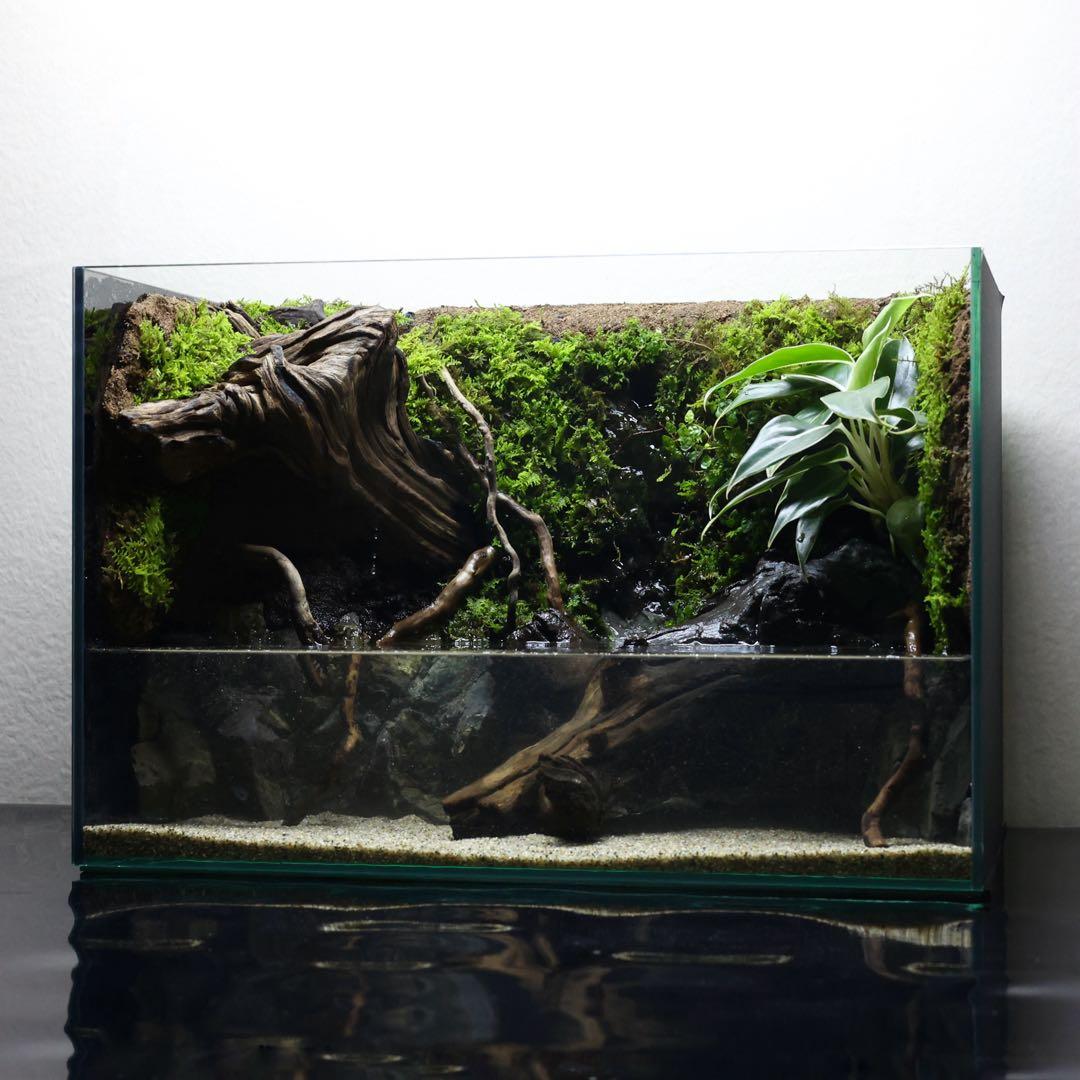 格安レイアウト水槽　イモリウム　アクアテラリウム