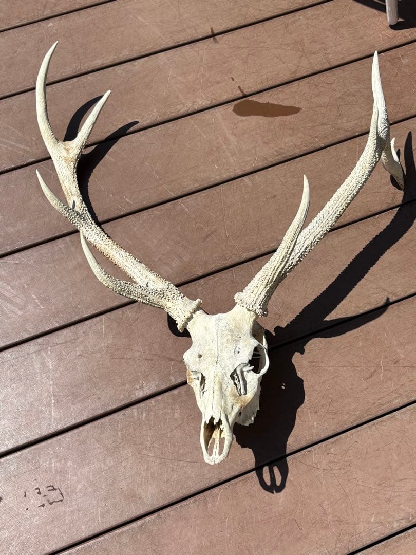 鹿の頭蓋骨 鹿の角 エゾシカ 大型 ハンティングトロフィー エゾシカの頭骨
