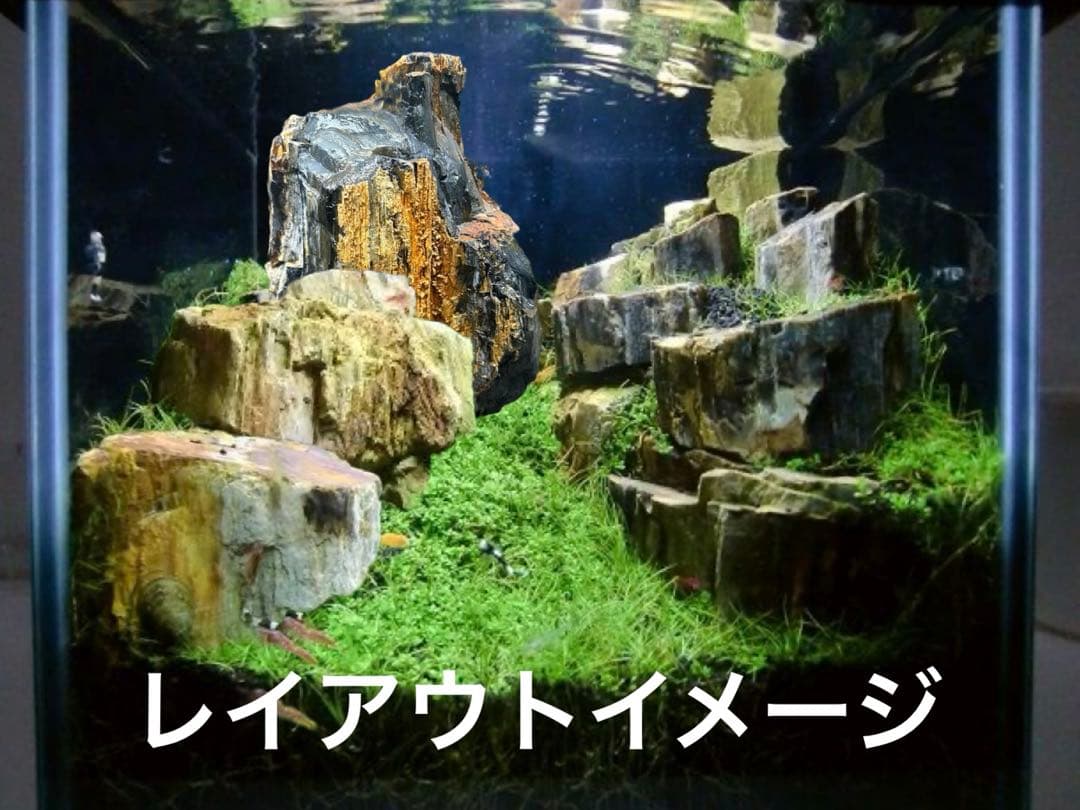 北海道　遠軽町瀬戸瀬産　特大　木化石　パワーストーン　5.4kg アクアリウム