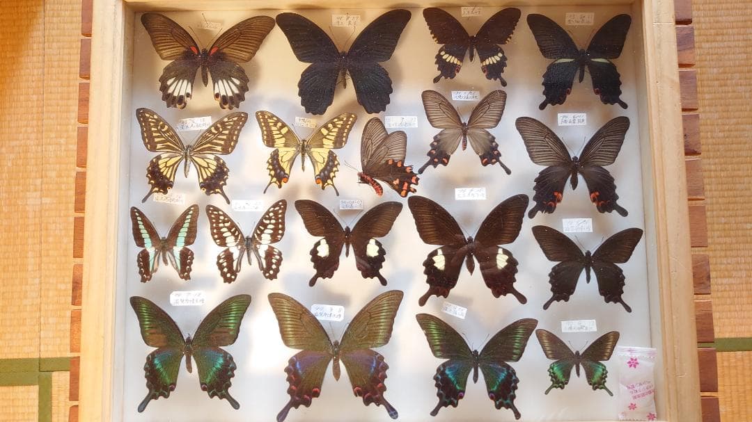 異常型】イエローテール型 ヒメギフチョウ（1オス、静内/北海道）