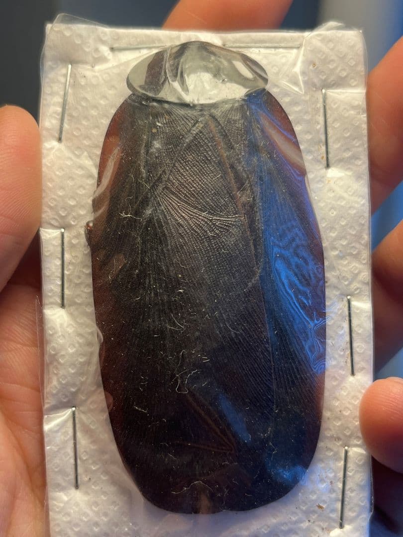 【極小】マンモスゴキブリ ナンベイオオチャバネゴキブリ ローチ　昆虫標本 極小】マンモスゴキブリ ナンベイオオチャバネゴキブリ ローチ