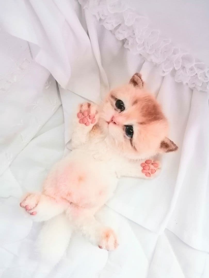 お腹ぽっこり♡甘えん坊子猫ちゃん♡アートドール♡ぬいぐるみ♡