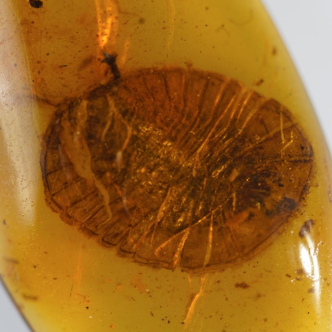 レア極上品 TT0099虫入り琥珀化石 ミャンマーカムティかタナイ9900万年