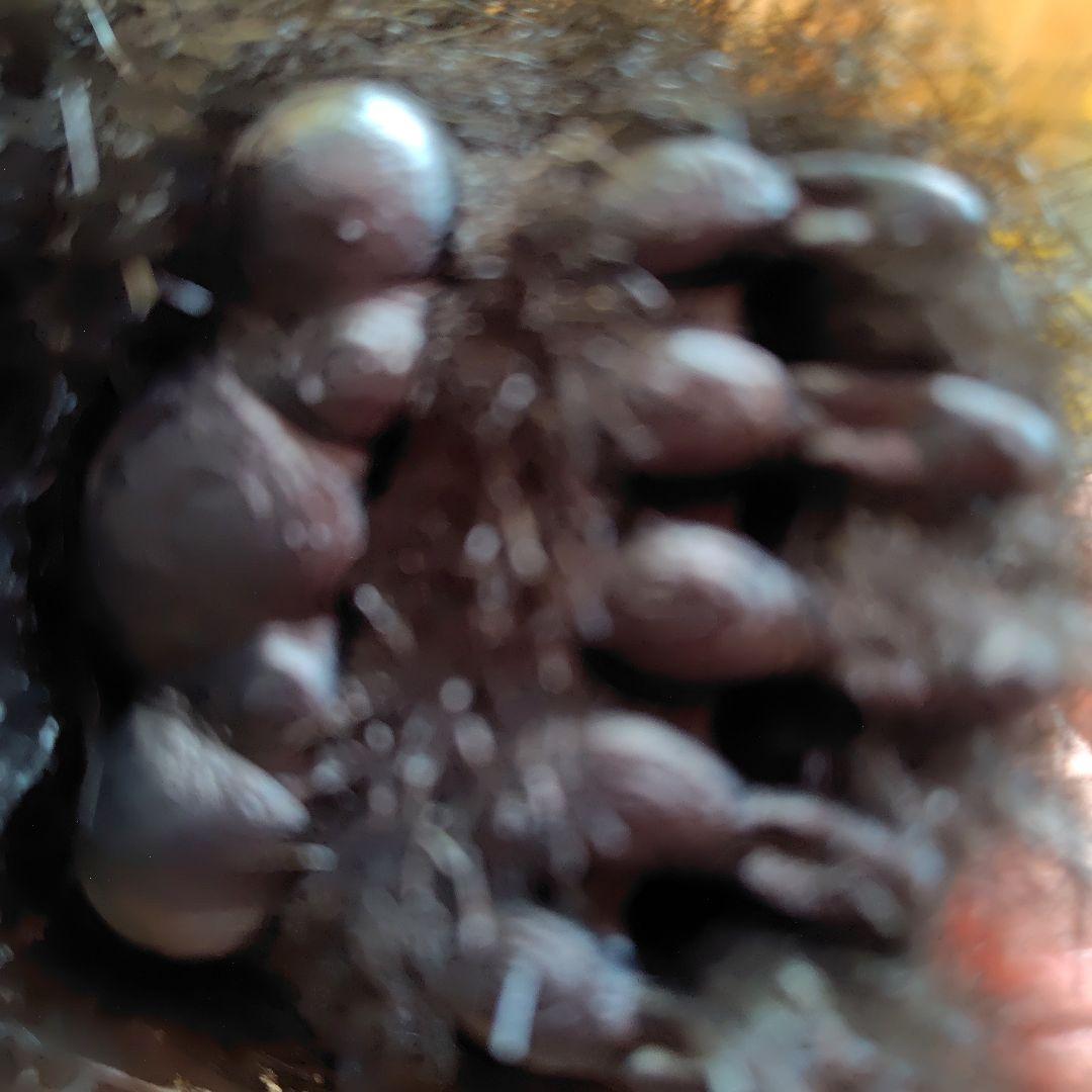 SEGA　セガトイズ　夢パンダ