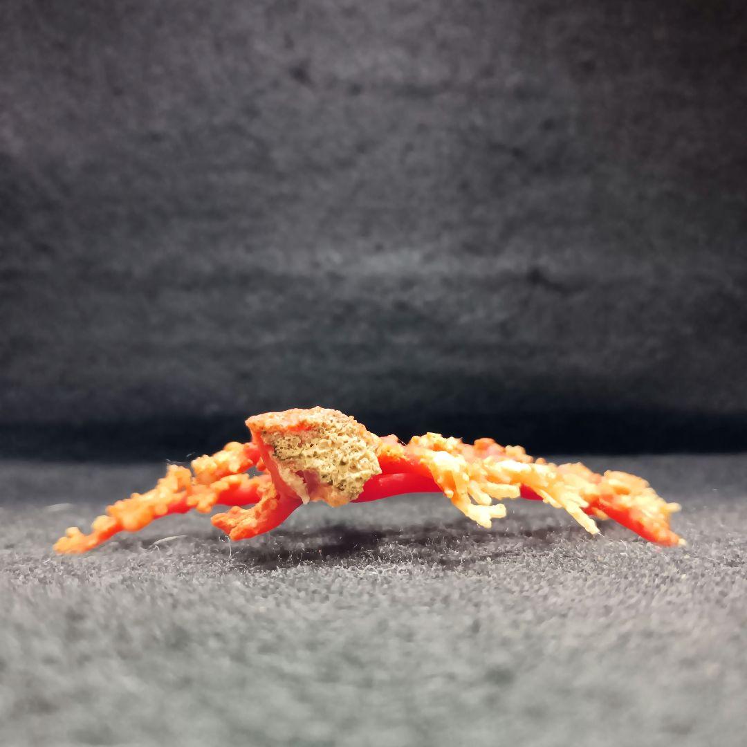 Y2678-1 国産赤珊瑚原木 血赤珊瑚 総重量28.7g 太軸 - メルカリ