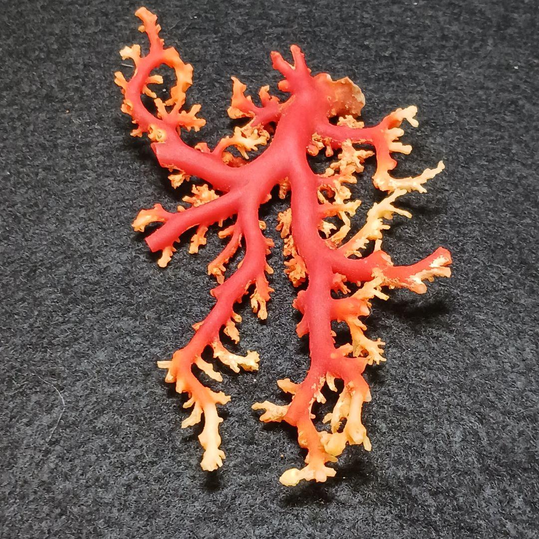 Y2678-1 国産赤珊瑚原木 血赤珊瑚 総重量28.7g 太軸 - メルカリ