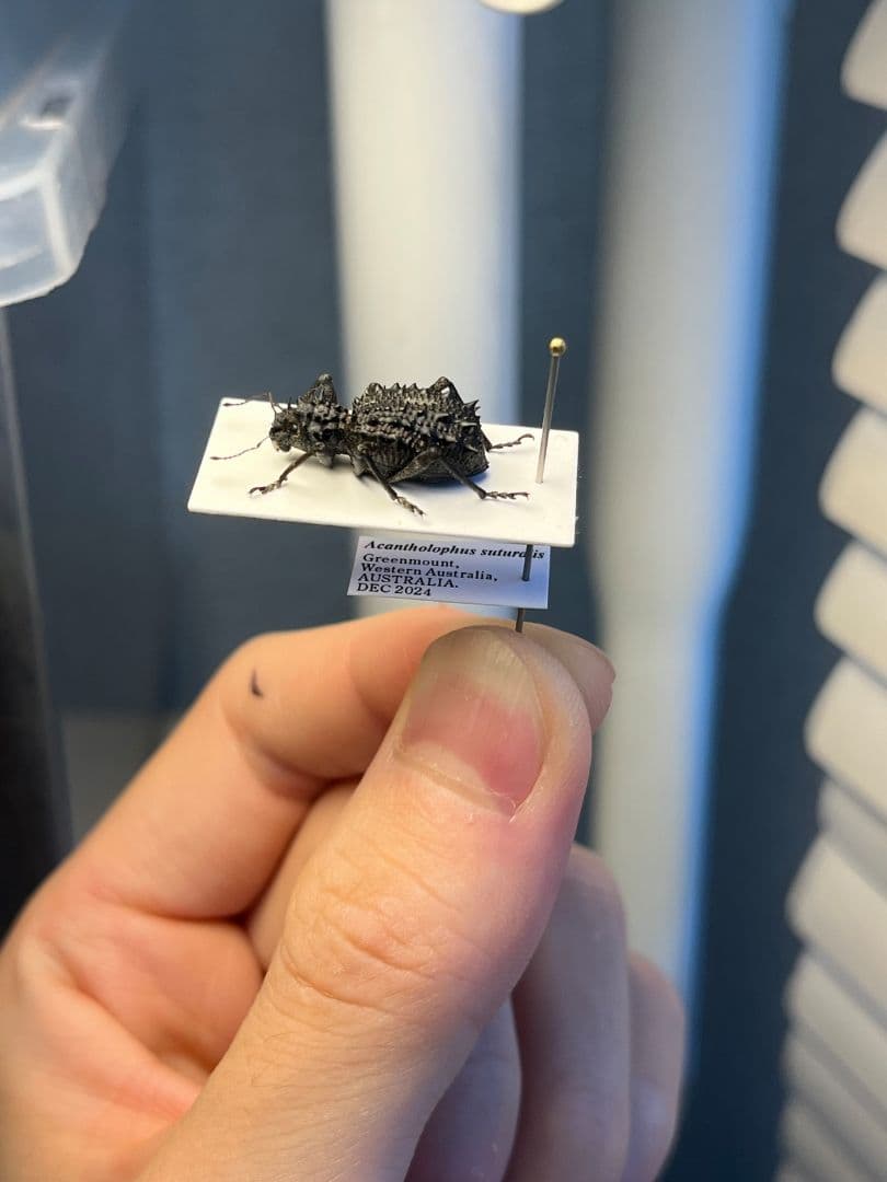 18mm】トゲトゲヘンテコゾウムシ Acantholophus 標本