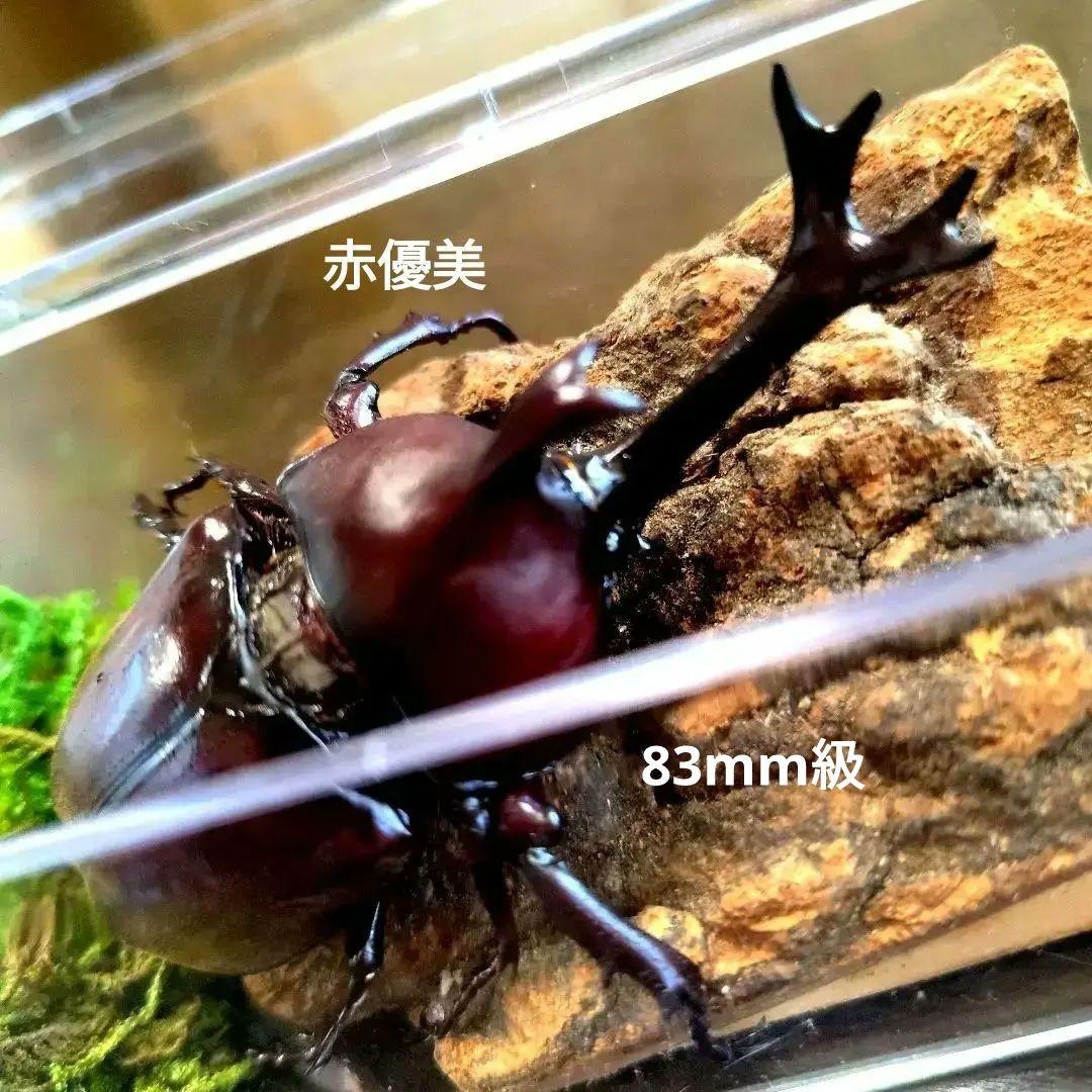 超特大野生宝物カブトムシ標本83mm級頭角幅18.4mm胸角幅5.7mmぐらい 楽天市場】カブトムシ 標本（ホビー）の通販 超特大野生宝物カブトムシ