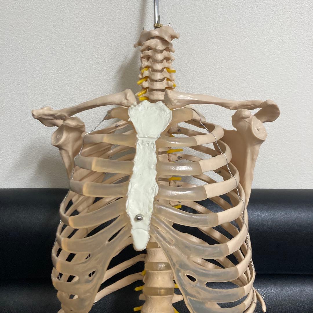 人体模型 骨格モデル 約80cm！カイロ！整体！ エステ！オステ！鍼灸！医療！