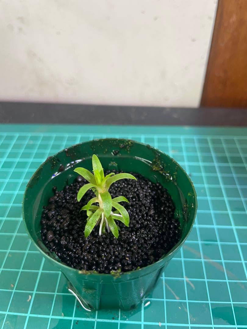 ☆　美種！ 珍種！ ホシクサspペドラ産　水上育成株　☆