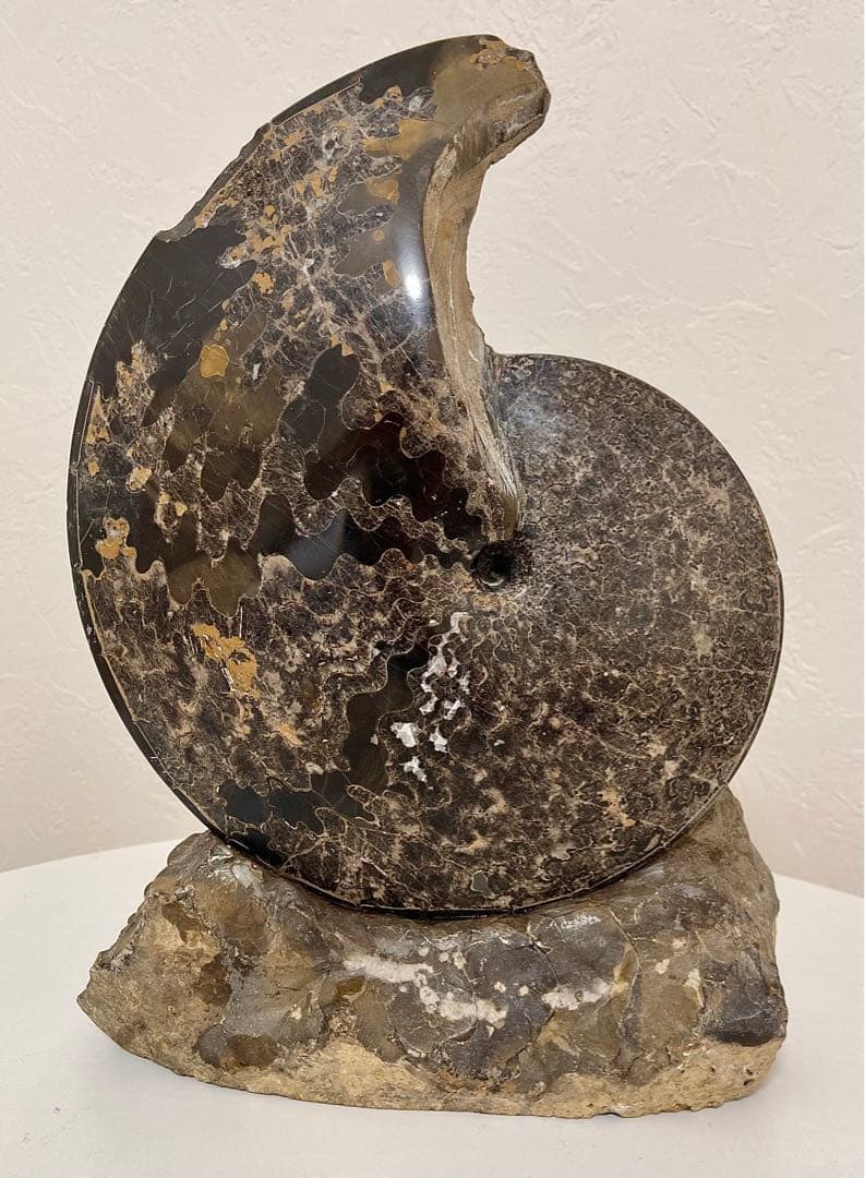 アンモナイト 化石 メキシコ産 大型 5.7kg 貴重 海外持出禁止◆入手困難