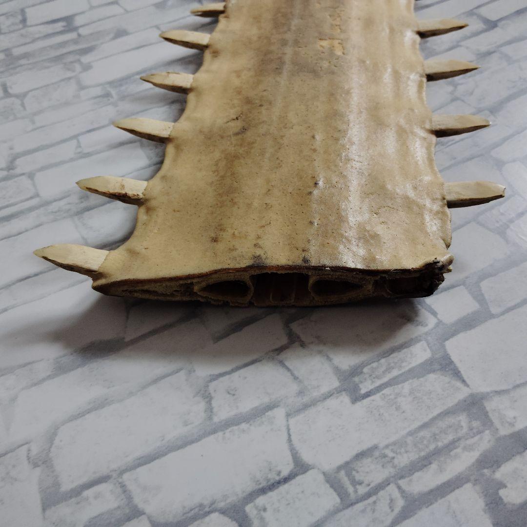 超希少・特大80cm】ノコギリギス 吻 剥製 ブラジル ノコギリザメ 天然