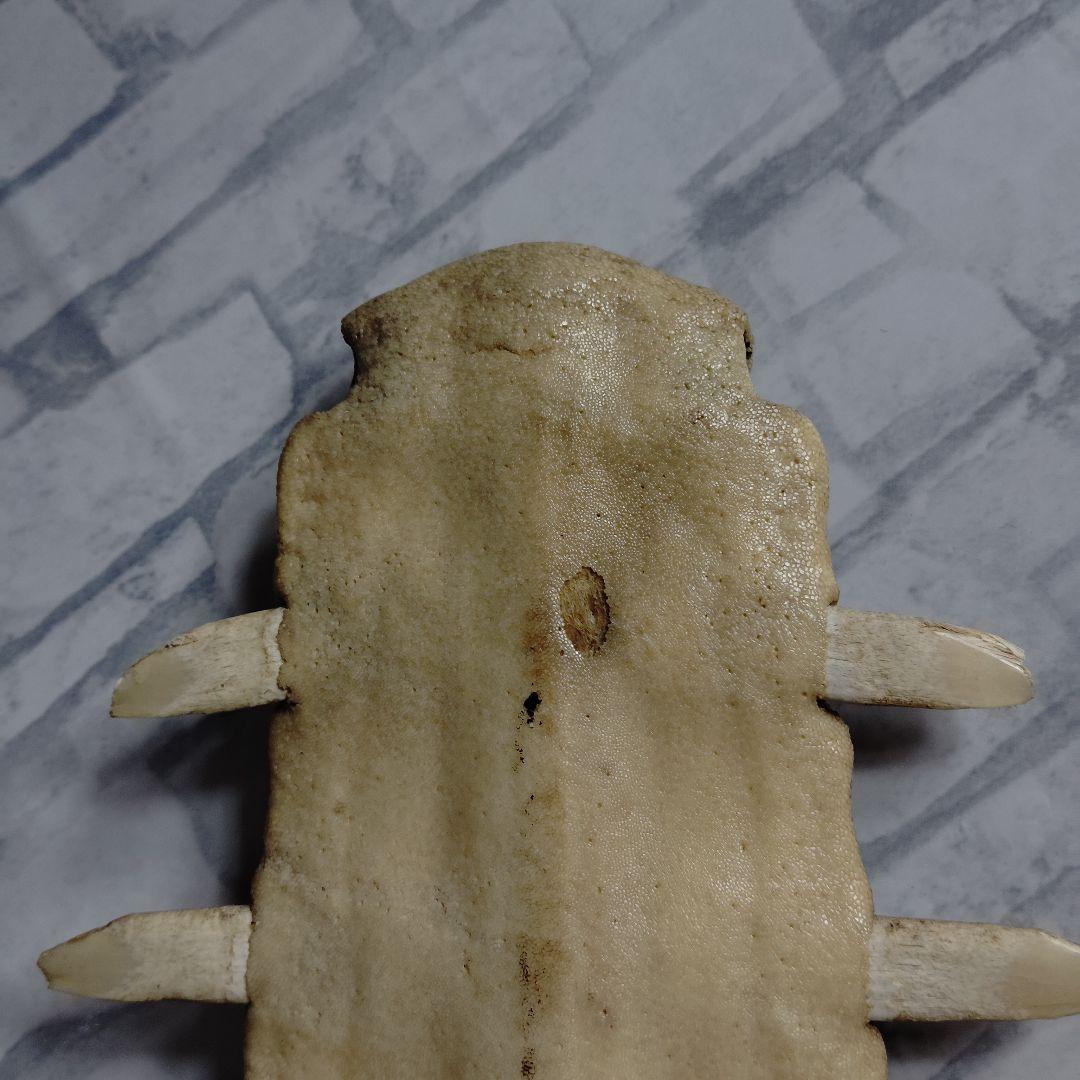 超希少・特大80cm】ノコギリギス 吻 剥製 ブラジル ノコギリザメ 天然