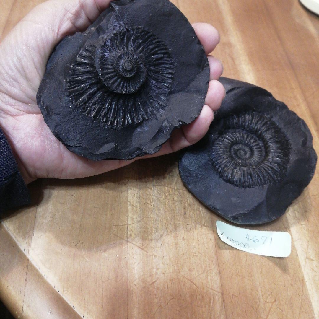671 黒いアンモナイト化石 上下セットネパール ヒマラヤ標高3800m