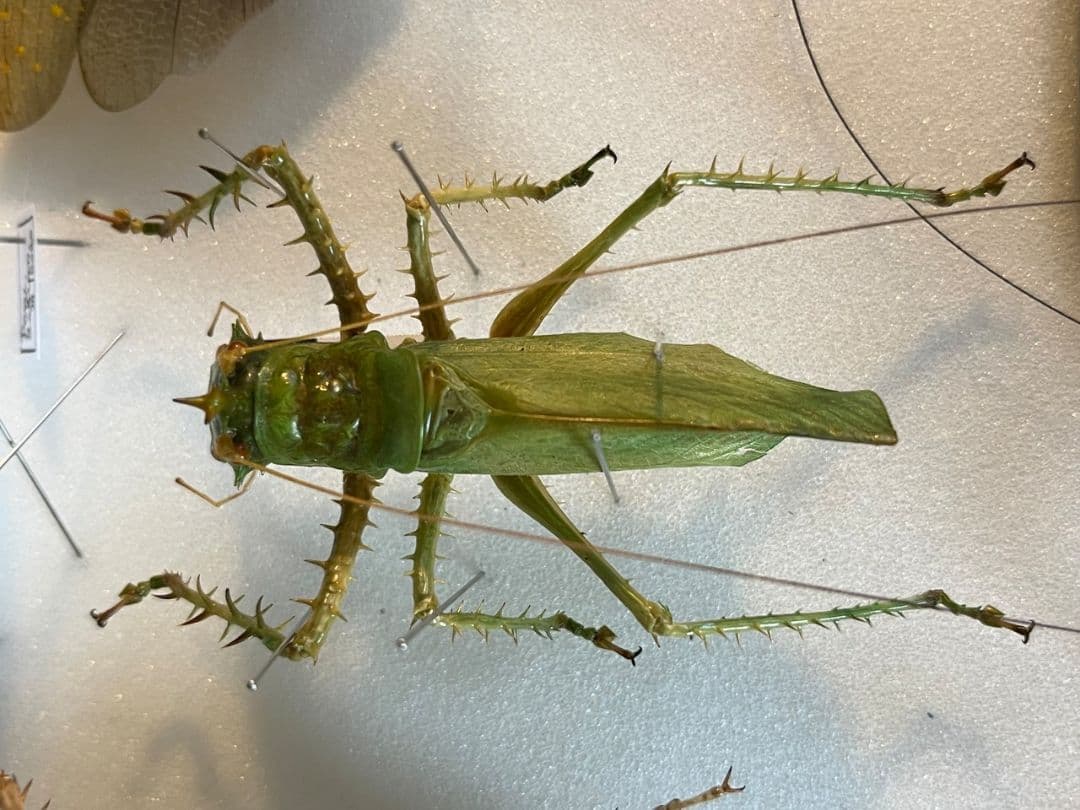 色残抜群】トゲアクマツユムシ リオック 直翅類 カマキリ マンティス 標本