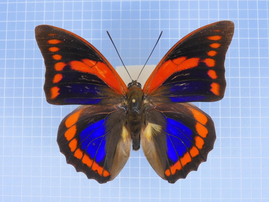 フレンチギアナ産 アクタエオンゾウカブト 99mm