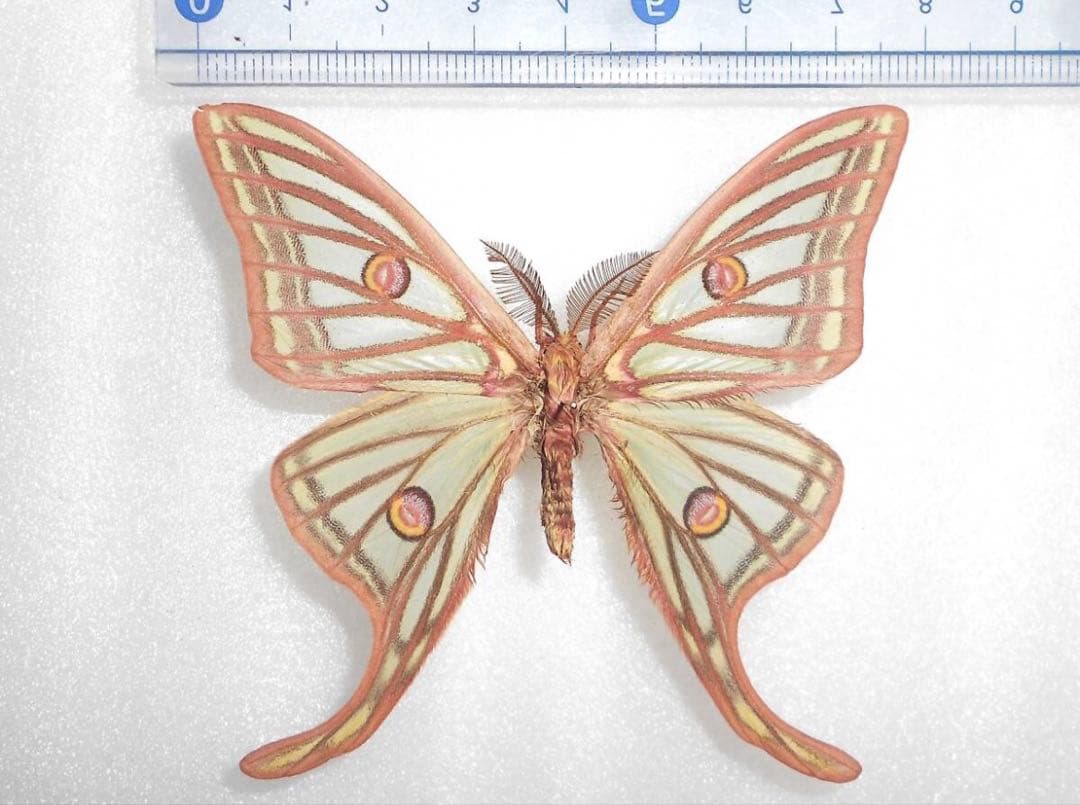 蝶 蛾 標本 イザベラミズアオ　♂ 希少種 ① 蛾 標本 イザベラミズアオ