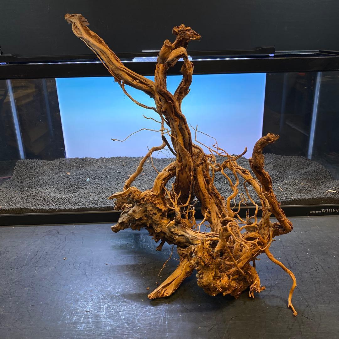 MTW-6356 蔦流木1点物 90cm水槽用流木 アクアリウム