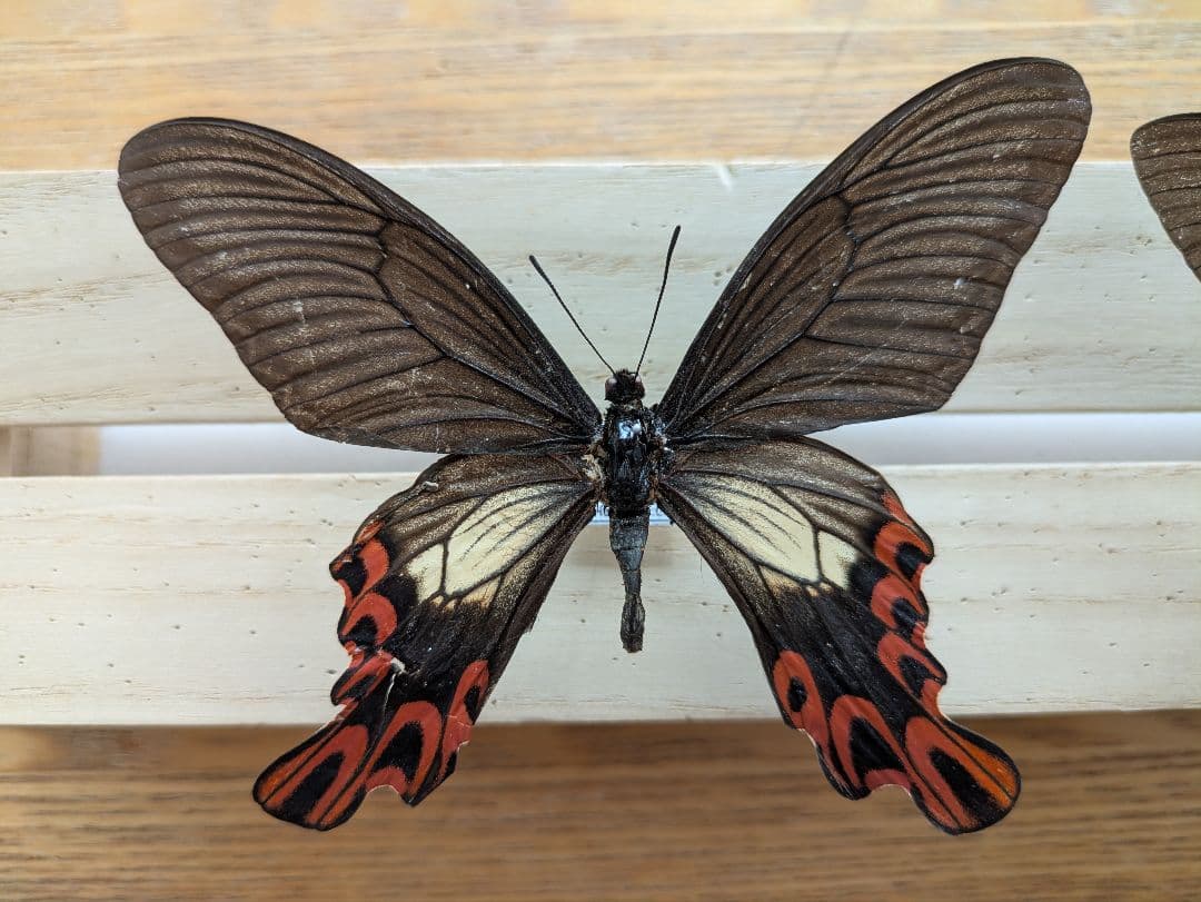 蝶　標本　蝶標本　タイワンフトオアゲハ